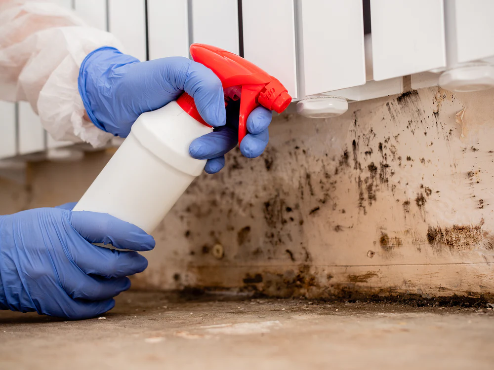 Mold Remediation in Cape Coral: An Exhaustive Study