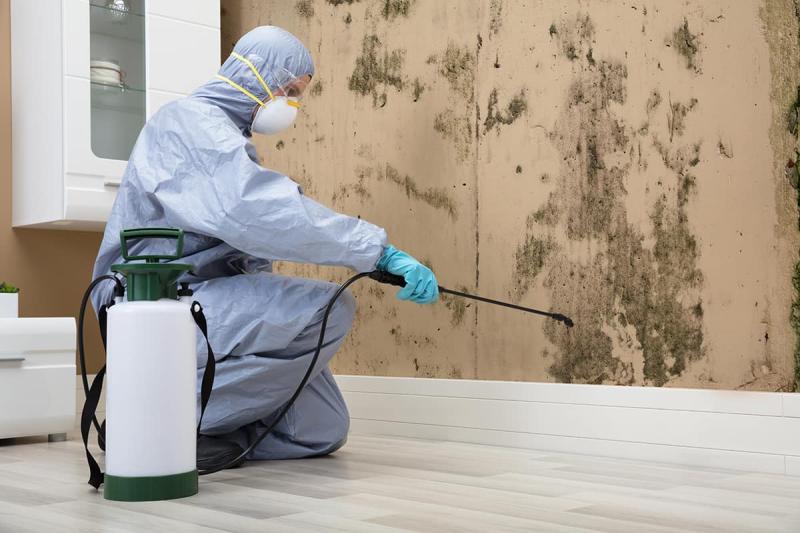 Success Stories in Mold Removal in Boston: Selecting the Right Service