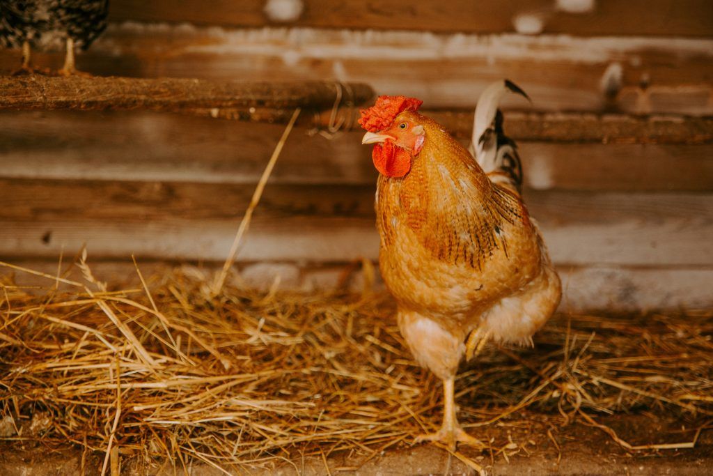 Choosing the Best Bedding for Your Chicken Nesting Boxes