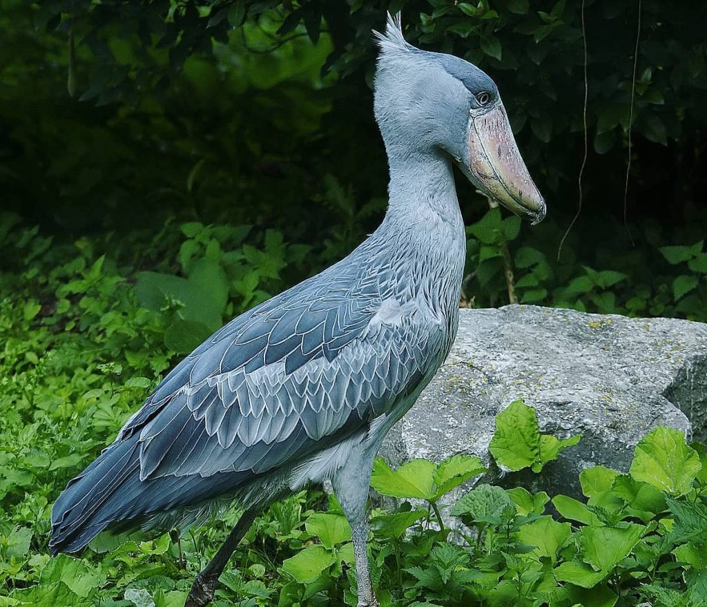 What is Shoebill Stork Height? Size and Facts Revealed