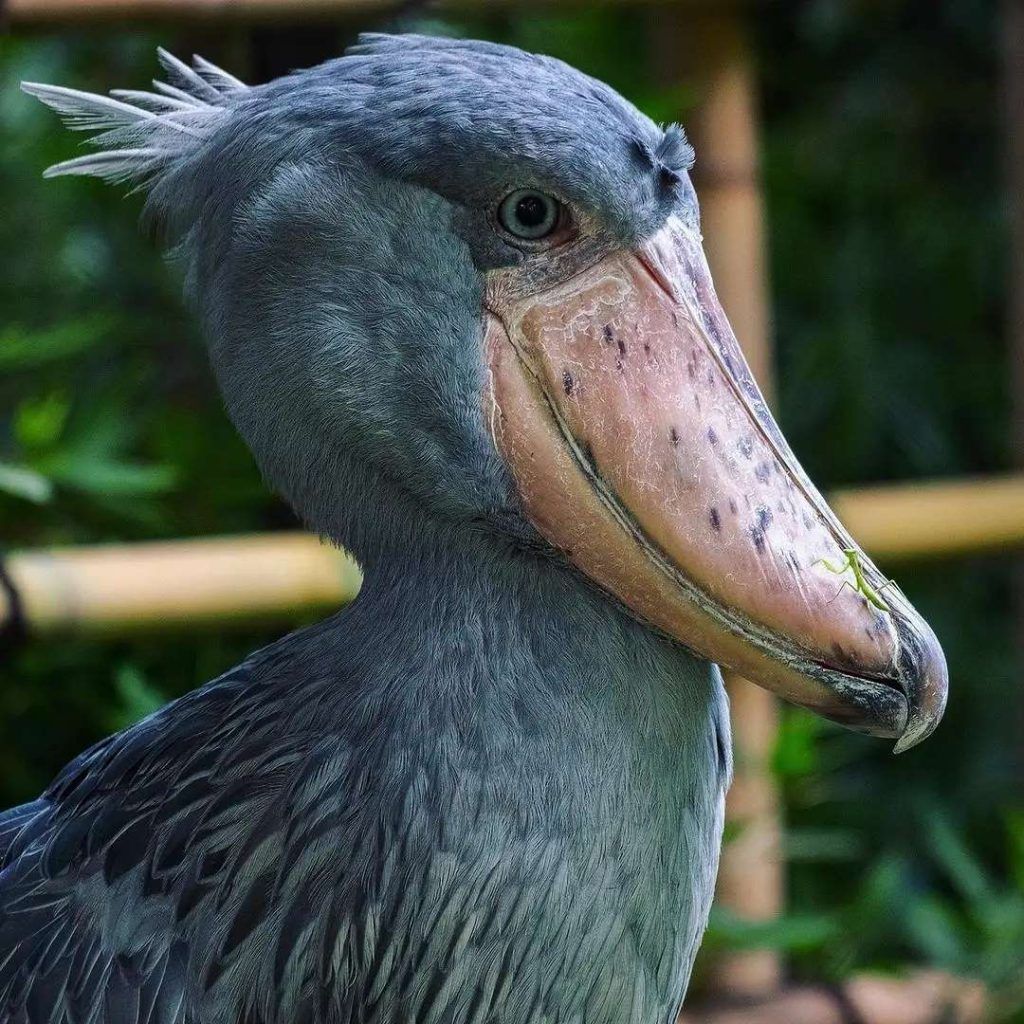 What is Shoebill Stork Height