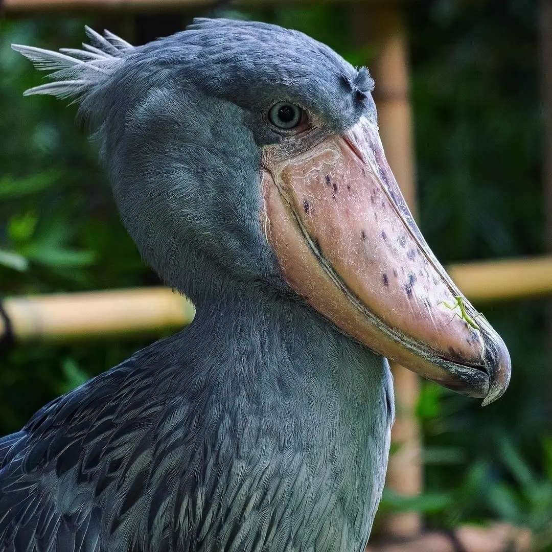What Is Shoebill Stork Height Size And Facts Revealed CEOColumn What Is Shoebill Stork Height Size And Facts Revealed CEOColumn