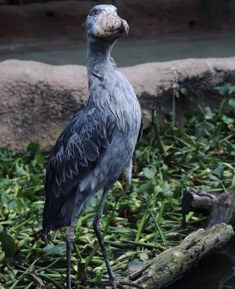 What is Shoebill Stork Height? Size and Facts Revealed - CEOColumn