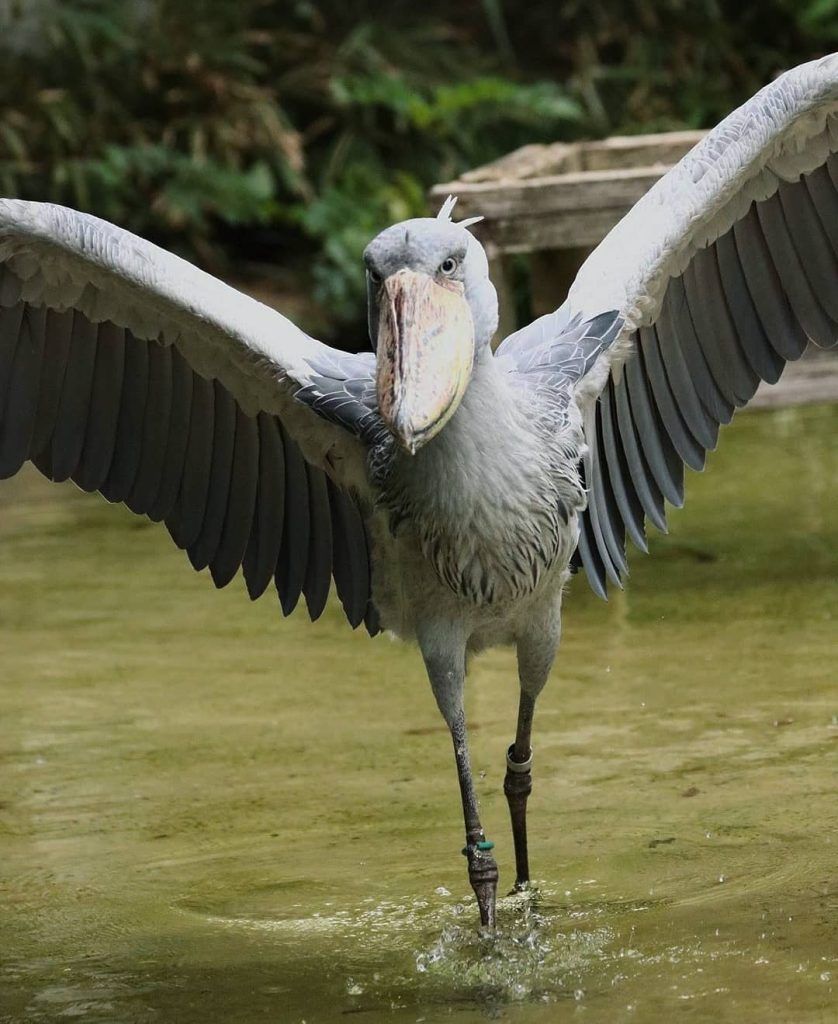  Shoebill Stork Height