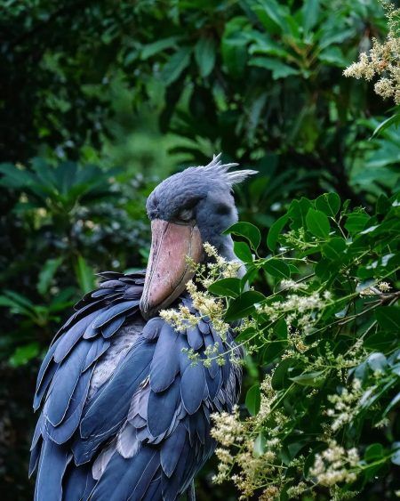 What is Shoebill Stork Height? Size and Facts Revealed - CEOColumn