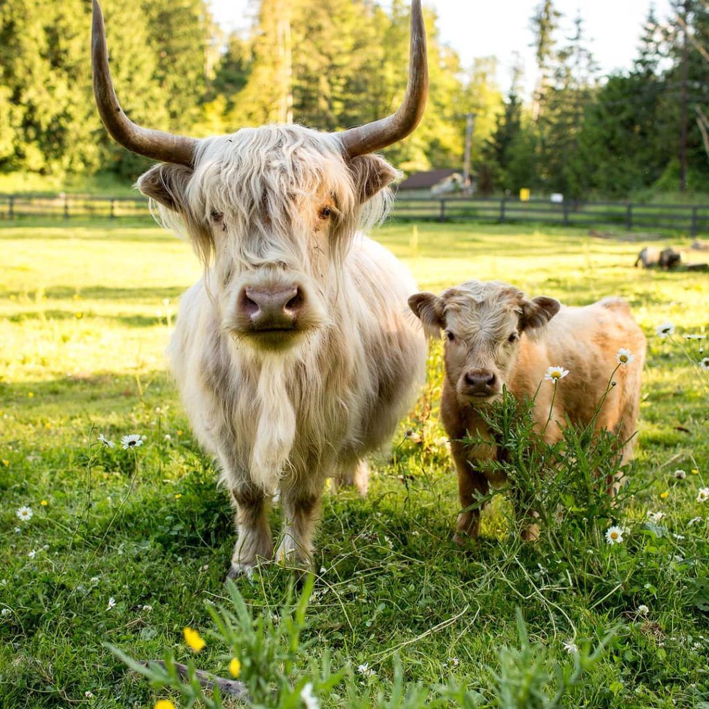 Mini Highland Cow: Everything You Need to Know