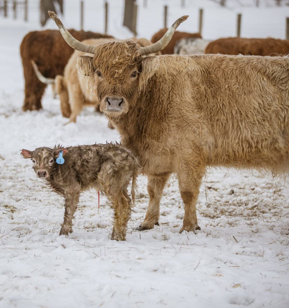 Mini Highland Cow: Everything You Need to Know