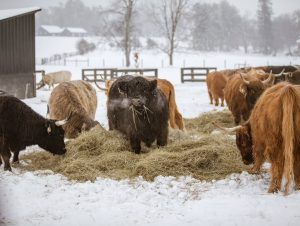 Mini Highland Cow: Everything You Need to Know