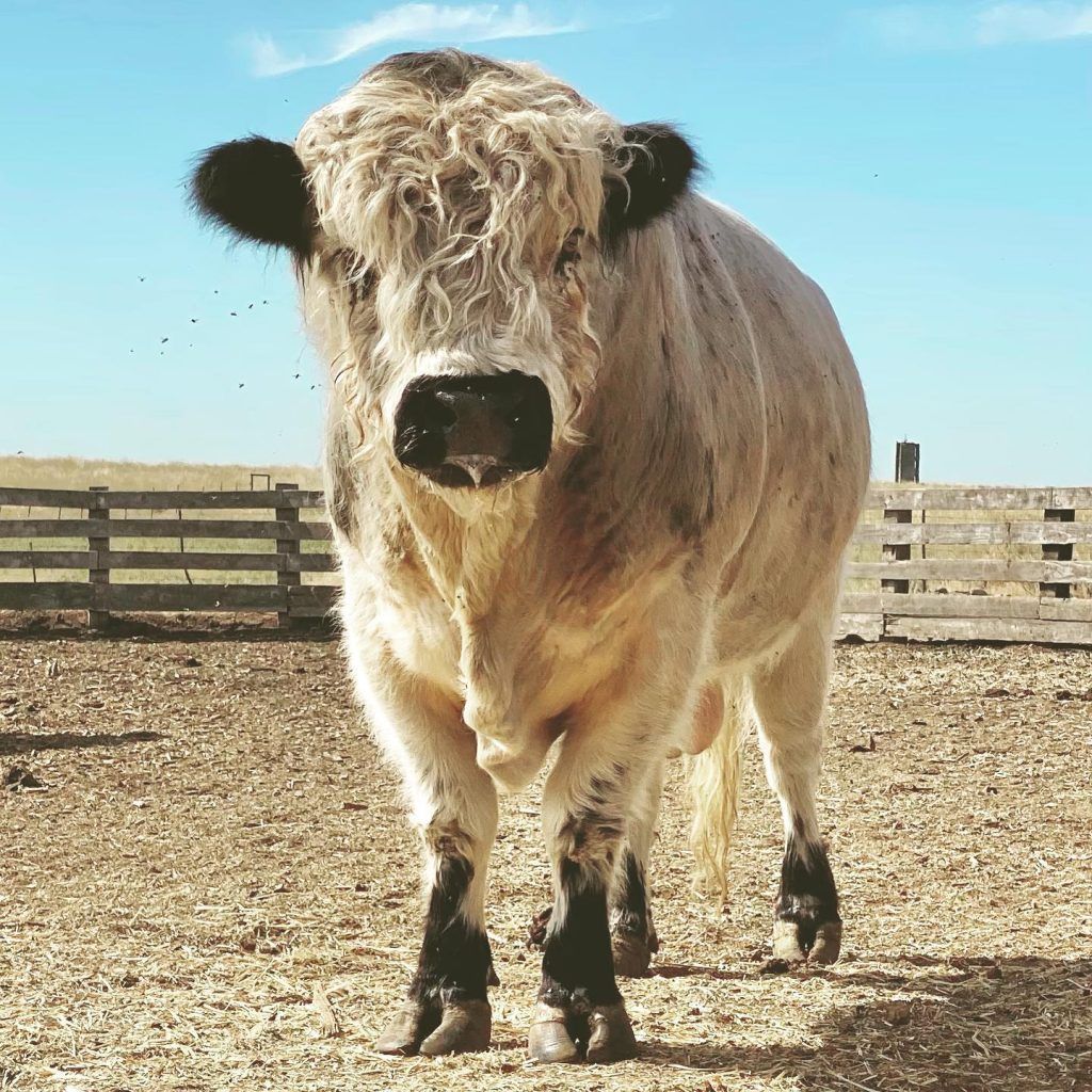 Mini Highland Cow: Everything You Need to Know