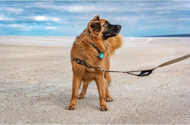 Wanderlust with Whiskers: Planning the Perfect Pet-Friendly Getaway
