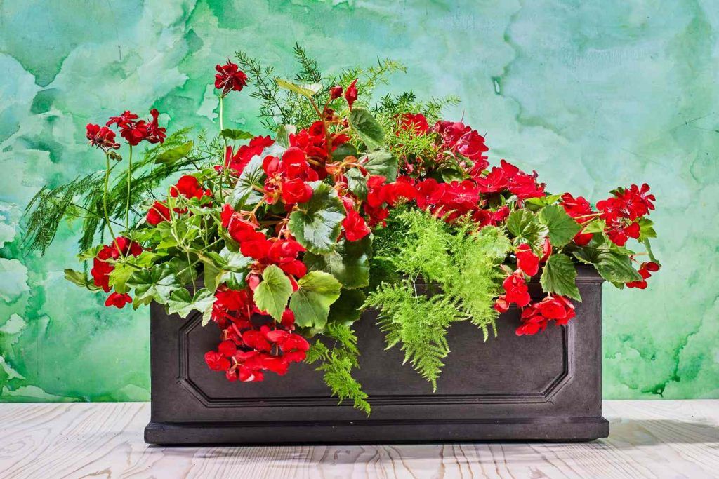 Can the Right Container Transform a Plant Into a Piece of Art?