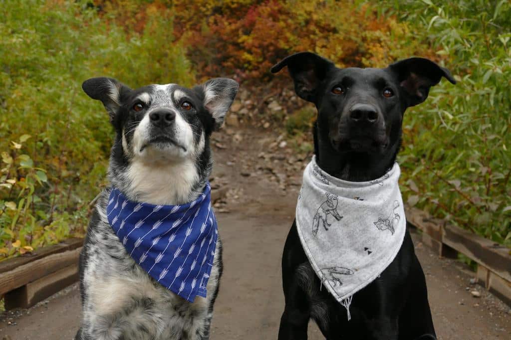 Why a Custom Dog Bandana is the Perfect Pet Fashion Statement
