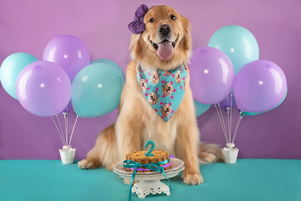 Dog Birthday Wishes: Cute, Funny &amp; Heartwarming Messages