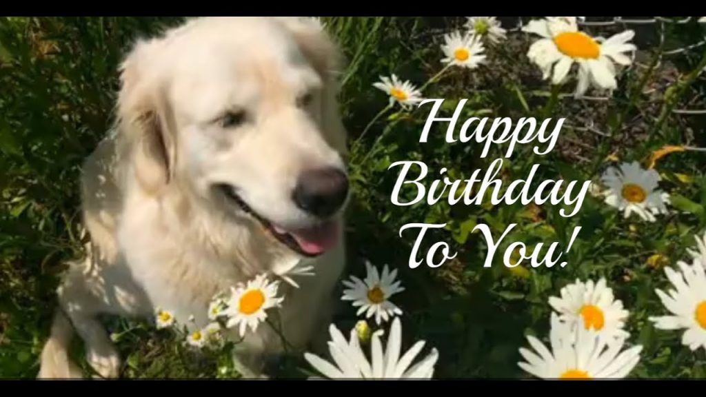 Dog Birthday Wishes: Cute, Funny & Heartwarming Messages