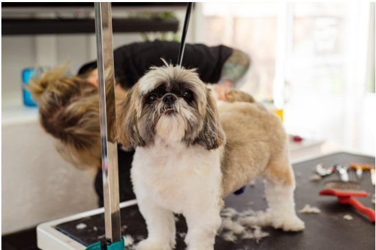 How to Keep Your Grooming Equipment Clean and Efficient