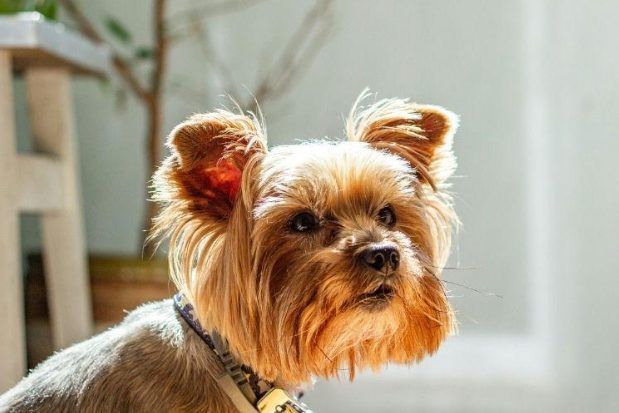 How HonestPet Is Addressing Buyer Uncertainty in the Yorkshire Terrier Market in 2026