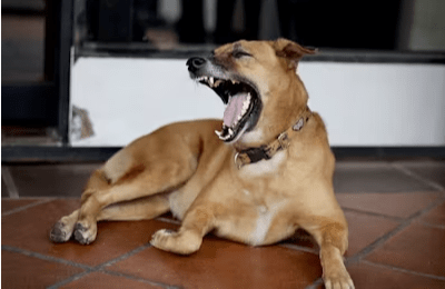 Dog Attack in Dothan? Key Steps to Protect Your Injury Claim