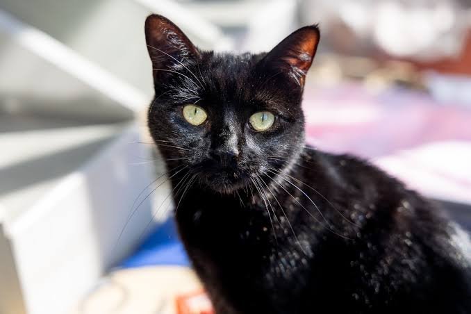 What a Blackcat Can and Cannot Tell You as Payment Provider During a Review