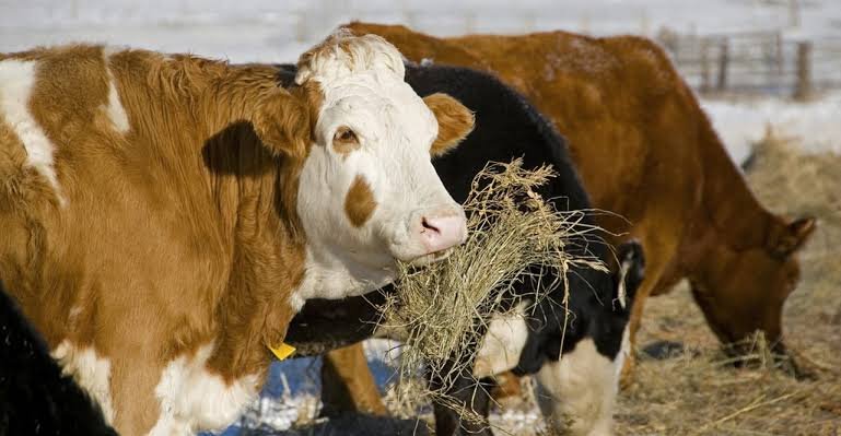 Where the Hay Goes: Cutting Winter Feeding Waste on Prairie Cattle Operations